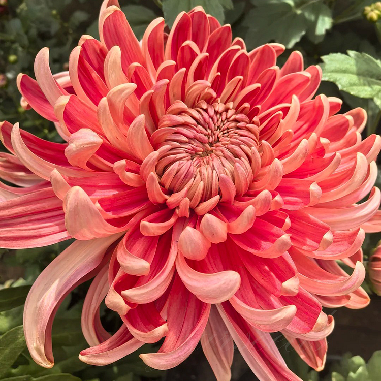 Red Giant Chrysanthemum Seeds